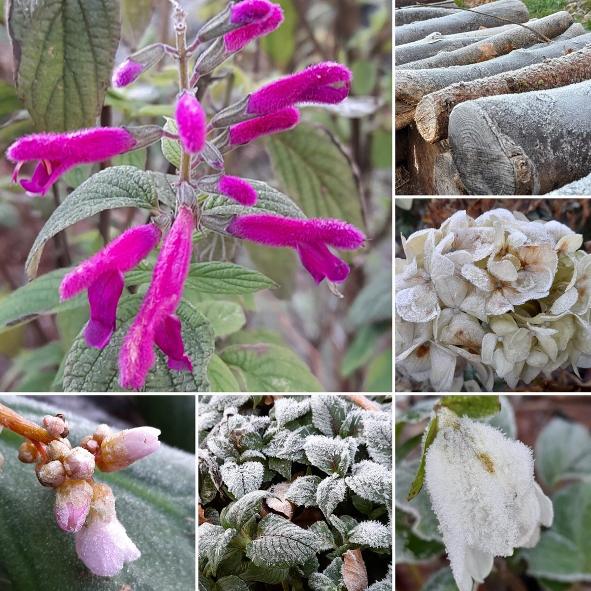 After the coldest night in #CoDown so far, there's no shortage of frost and sullen plants #inmygarden for #sixonsaturday. Yet tender #Salvia Curviflora is unbowed! I hesitated to buy a Barbie pink plant but my word I'm glad I did. #salvialove