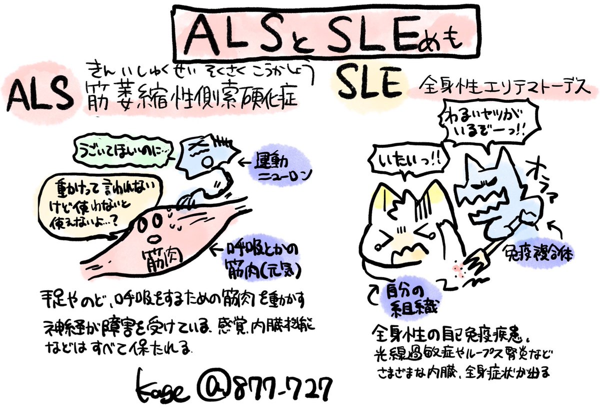 【SLEとALSのちがいめも】どちらも難病だけどぜんぜんちがうので注意。
全身性エリテマトーデス:systemic lupus erythematosus
筋萎縮性側索硬化症(きんいしゅくせいそくさくこうかしょう:Amyotrophic Lateral Sclerosis

 #かげ国試 