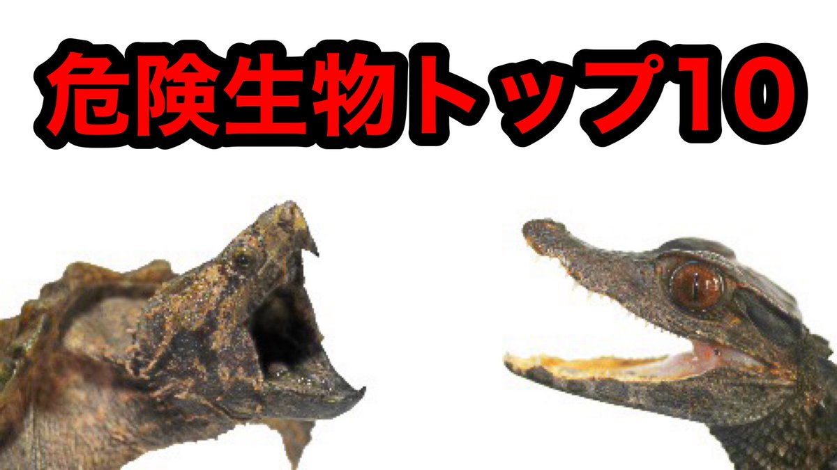 鰐 Wani V Twitter 動画更新 爬虫類マニアが飼育する危険な生物トップ１０を紹介します T Co Abcpwclurx