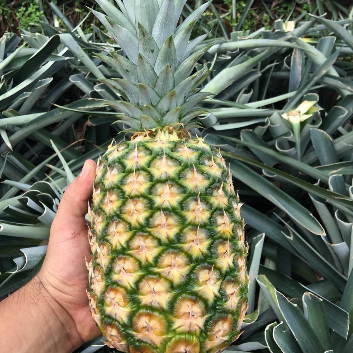 Jupiter__Group's tweet photo. 🍍🌱 Our Costa Rican MD2 pineapples are stuffed full of Vitamin C and other nutrients making them the perfect remedy to combat the winter weather.
#Globalgrower #growers #fruitfarm #farming #agriculture #agronomy #fresh #healthfood #healthfruit #costarica #vitaminC #exotic https://t.co/uDNG2cFuW5