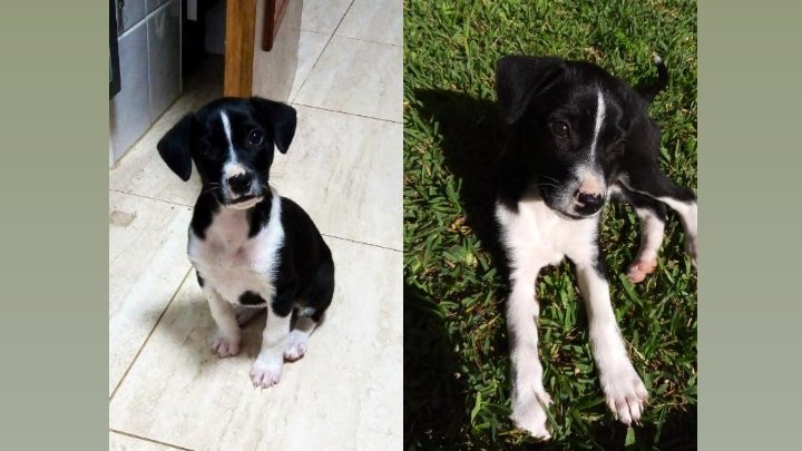 Pro-Sabuesos Asoc. Protectora tweet media