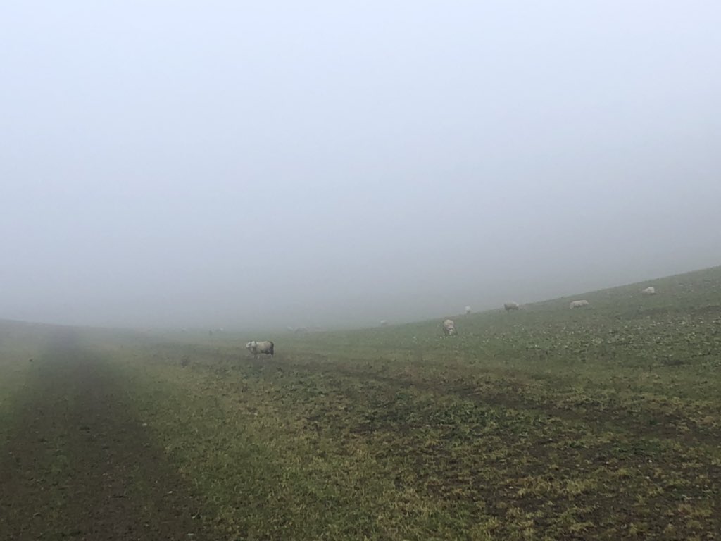 Snakespeare4's tweet photo. My morning run from Moulsford to Deans Bottom...not a saxon spear or Viking helmet in sight...just some ghosts of the Great Dane army in the deep fog: Winter Cabbage and some retreating sheep ‘fleeing’ into Moulsford Bottom...tails between their legs!#battleofashdown https://t.co/uk22qKvAsA