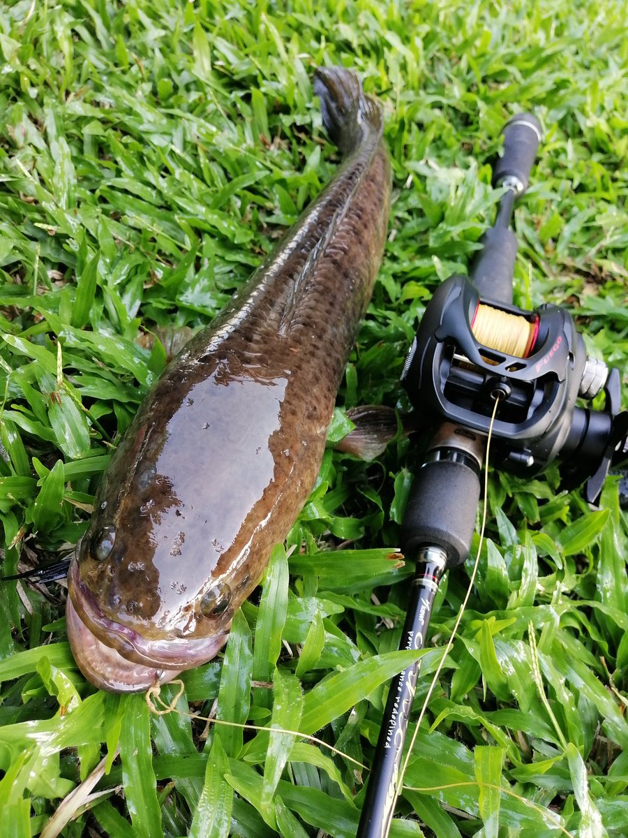 moreo_d's tweet photo. first for 2021.
#ChannaStriata #Fishing #Angling #Anglers #Daiwa #SureCatch #Kewl https://t.co/wHtBl5OO3G