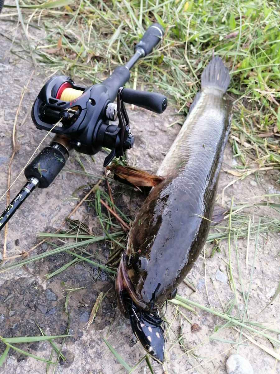 moreo_d's tweet photo. first for 2021.
#ChannaStriata #Fishing #Angling #Anglers #Daiwa #SureCatch #Kewl https://t.co/wHtBl5OO3G
