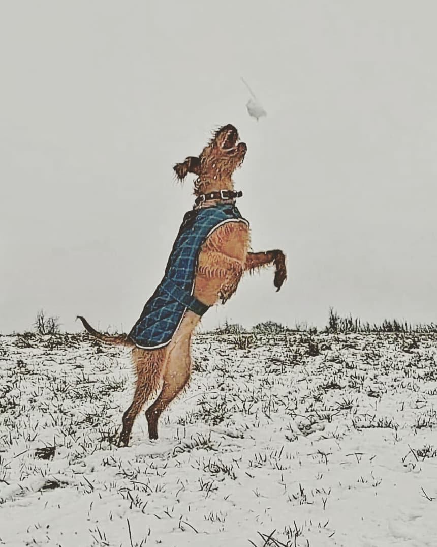 GemmaGarner15's tweet photo. Ruby loves the snow ❄  #wirehairedvizsla #viszla #snowdog #DogsofTwittter https://t.co/LNKeysdSz3