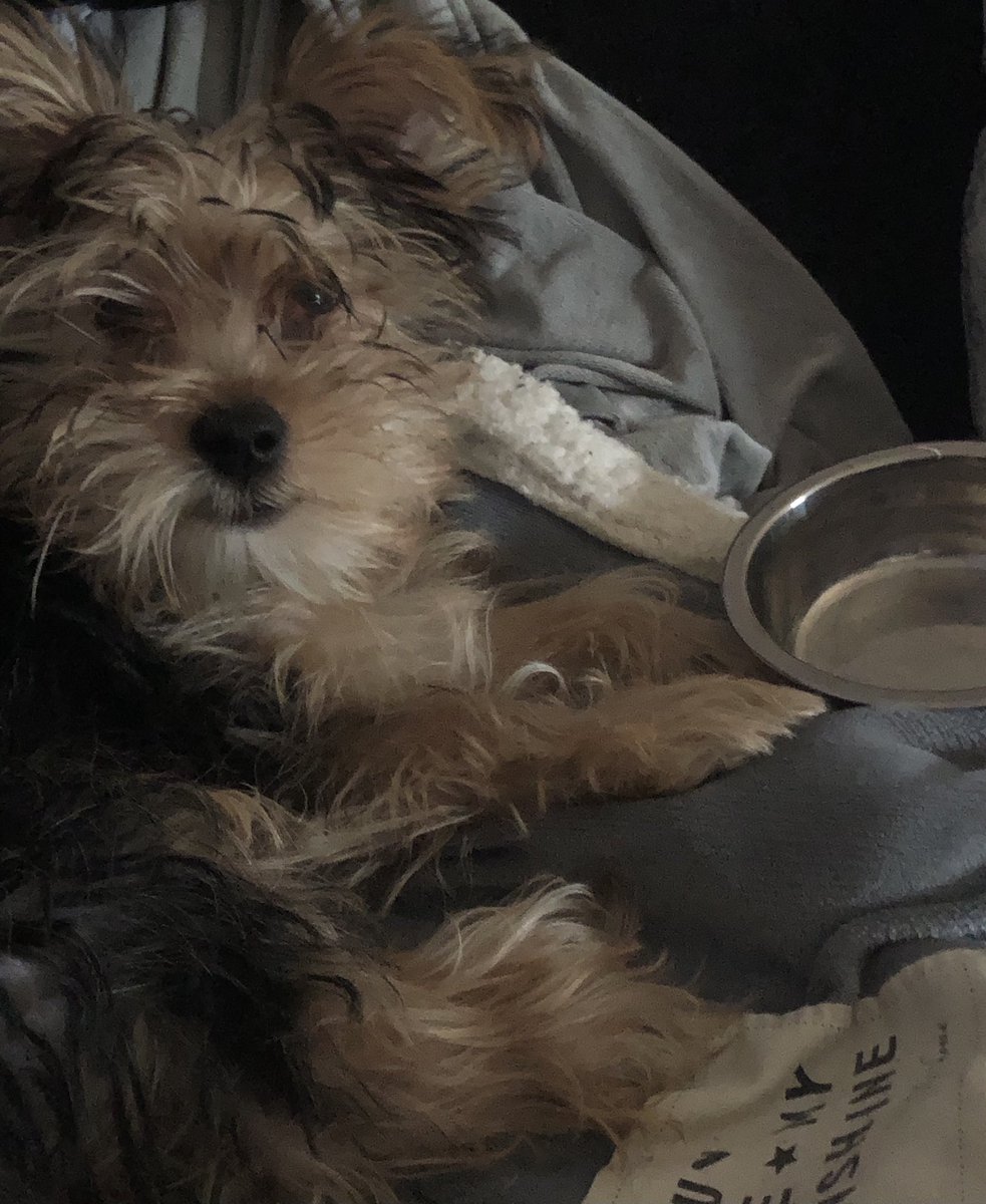 PurpleFunkArmy's tweet photo. He wants more he’s just been brushed and fed..
Although U wouldn’t know it😍
#Typicalboy That face 😍 #puppylove 💜 https://t.co/EJzjMDPDXM