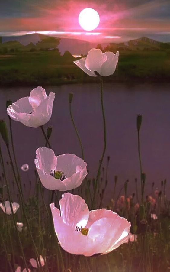 Ale on Twitter "RT MomiraMonika where have all the flowers gone