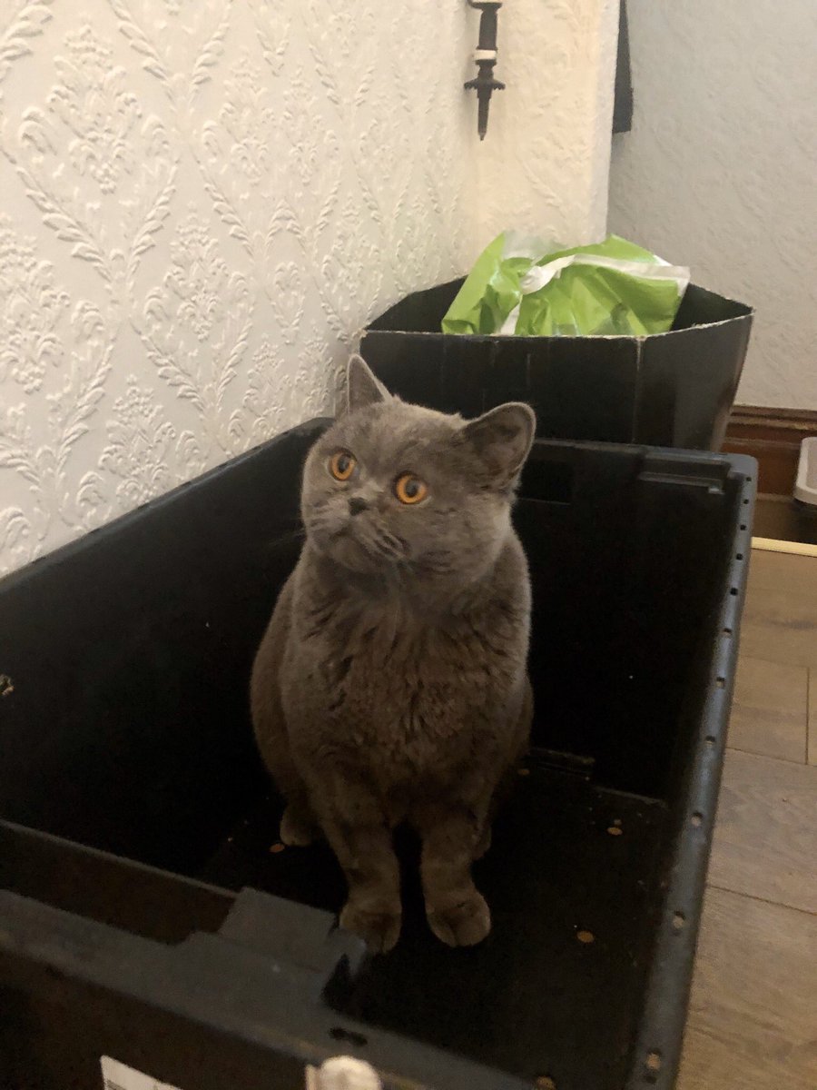 DroleSerge's tweet photo. This my @MadDogsHomeless dinners inspector face. @SchnebelenBulot @DroleSerge #Homeless #didsbury #britishshorthair #inspector #manchester https://t.co/MrX6tVg1aB