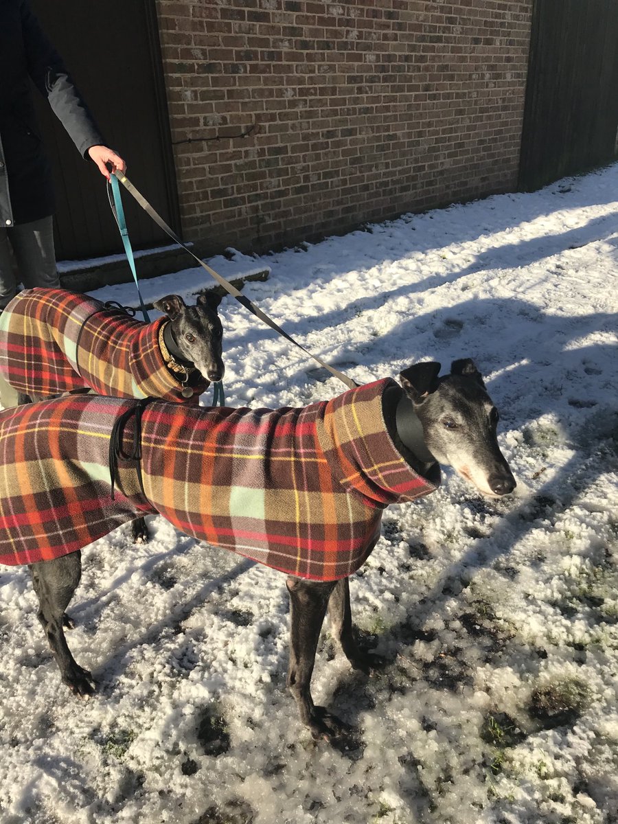 DrSueP1's tweet photo. Here we are in our winter coats and it’s freezing! 🥶 
We will walk home as slow as possible to show them, oh yes.
#notthesharpest #houndsoftwitter https://t.co/NYu6hCddjE