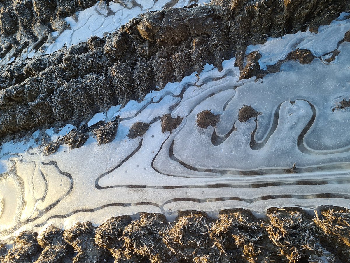 NatureScot_NE's tweet photo. Even when you can't go far from home, it's amazing what you can see keeping your eyes peeled a walk!
The hair ice was seen by a colleague in a wood near their home.
#frozenpuddle #hairice #StayHome #FACTS https://t.co/r6XXmj5Icw