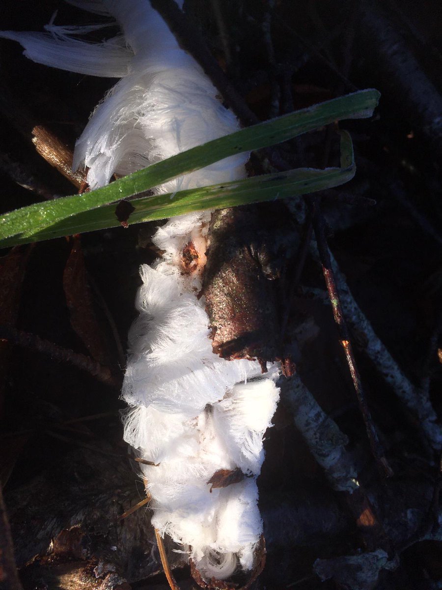 NatureScot_NE's tweet photo. Even when you can't go far from home, it's amazing what you can see keeping your eyes peeled a walk!
The hair ice was seen by a colleague in a wood near their home.
#frozenpuddle #hairice #StayHome #FACTS https://t.co/r6XXmj5Icw