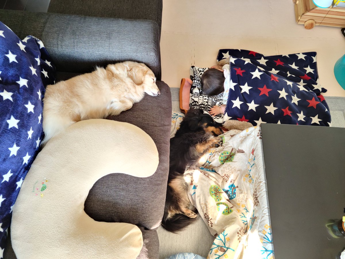 masak317's tweet photo. Twitter始めて3年経ちました。子供も1歳になりいろいろと大変だけど何とかやっています😌 周りからは幸せそうに見えるかもだけど、俺自身はストレスと不満と我慢でかなりまいってるかな　どうにもならんけどやってくしかないんだよねー　
#ミニチュアダックス　
#子供1歳　#育児 https://t.co/51eR5OxAC6
