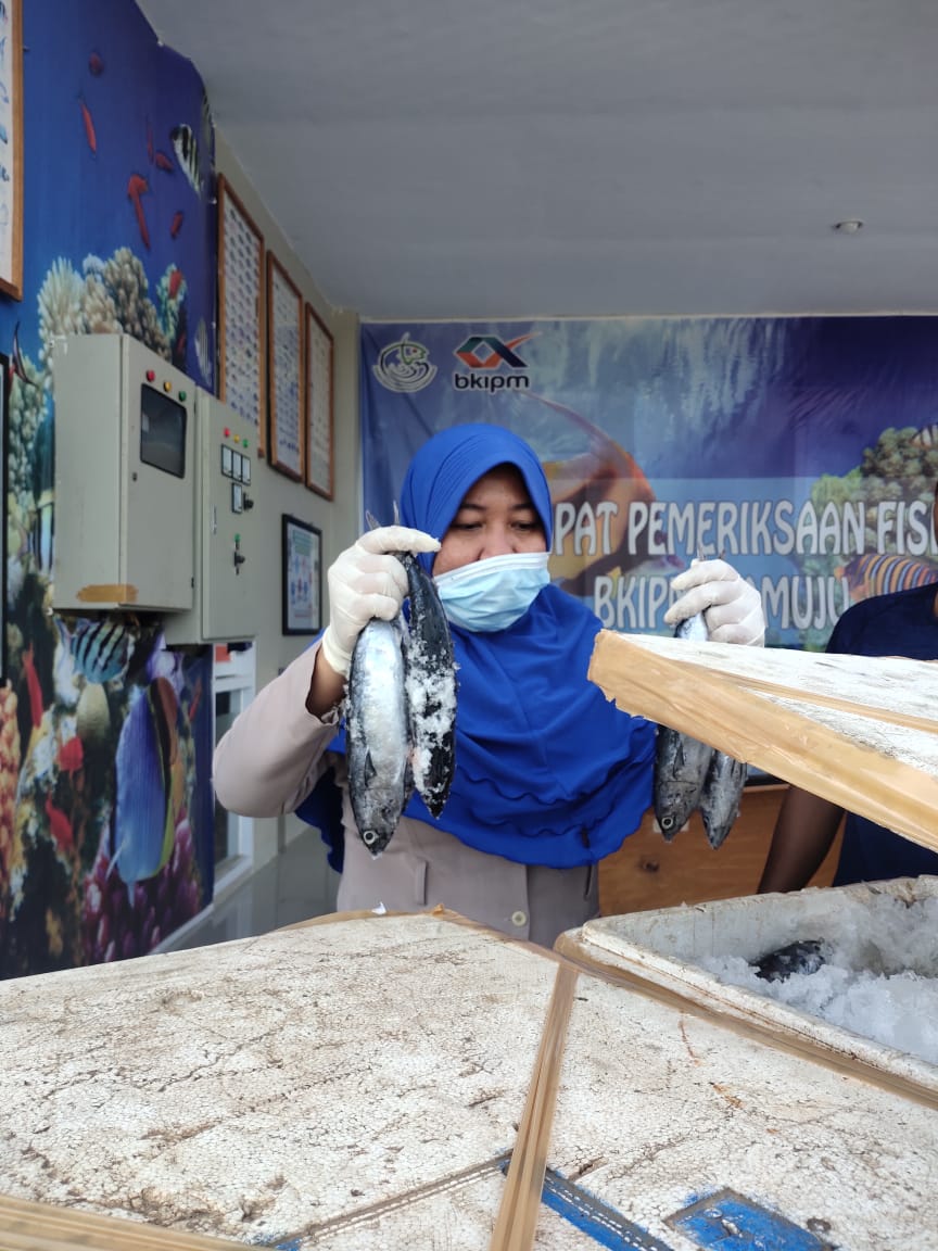 09/01. 5 Petugas BKIPM Mamuju melakukan pemeriksaan kesesuaian jumlah dan jenis media pembawa komoditi Ikan Tongkol Segar tujuan Balikpapan di TPFI BKIPM Mamuju yang di dilalulintaskan melalui BKIPM Mamuju
#KKPRebound
#OneHealthKIPM   
@HumasBKIPM
<a href="/abdurrohman321/">abdurrohman32</a>