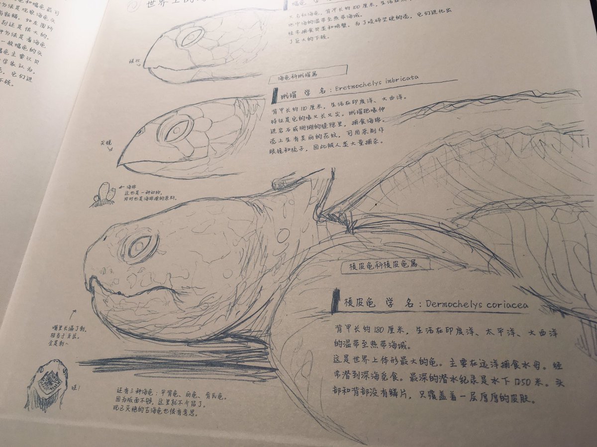 絵本の後ろの方にはウミガメの生態解説や出てきた生き物図鑑、更に余った見返しスペースに描き足りないウミガメのことを殴り書きしていた手書き文字も全て翻訳掲載してくれてありがたや。初めて読んだときには分からなくても、大きくなって書いてあることに気づいて興味が深掘りされますよう。 