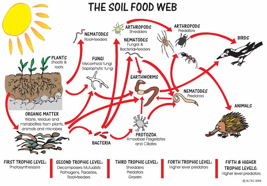 There is more life below the soil surface than there is above.This includes the burrowing animals such as moles and earthworms. Many soil creatures are not much bigger than the head of a pin but most are microscopic and beyond our limited vision.