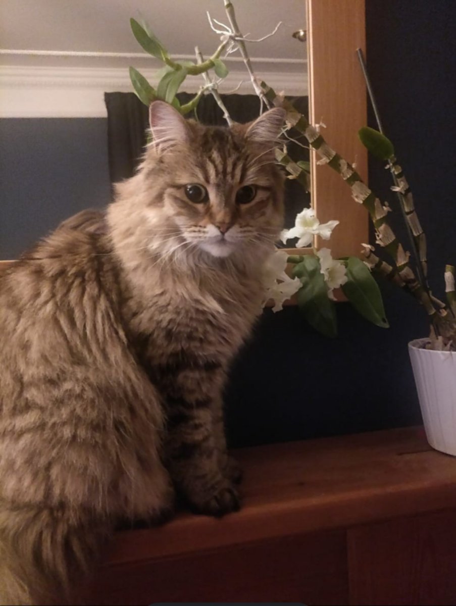 Mrsamylee100's tweet photo. #CatsOfTwitter gizmo. 😻 https://t.co/BX7H7GSHAo