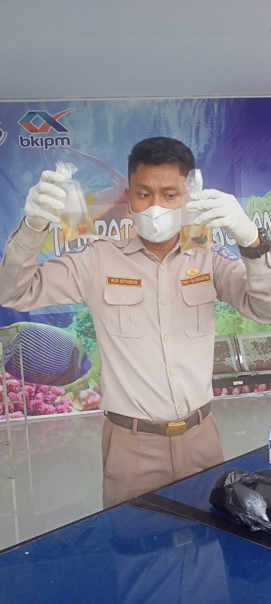 09/01. 4 Petugas BKIPM Mamuju melakukan pemeriksaan kesesuaian jumlah dan jenis media pembawa komoditi Ikan Hias Cupang di TPFI BKIPM Mamuju yang di dilalulintaskan melalui BKIPM Mamuju
#KKPRebound
#OneHealthKIPM   
@HumasBKIPM
<a href="/abdurrohman321/">abdurrohman32</a>