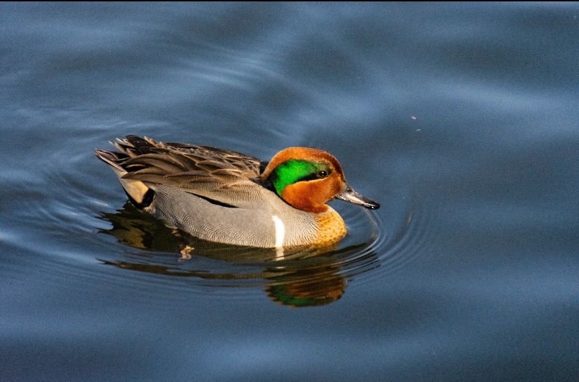 LPWBR's tweet photo. Are your weekend plans taking you to the #longpointbiosphere ? #greenwingedteal
📷: Leanne Gauthier Helmer
#longpointbiosphere #nature #naturephotography #naturelovers #longpointbeach #ecosystem #biodiversity #conservation #sustainability #birds #birding #birdphotography https://t.co/XbIAxK2yl1