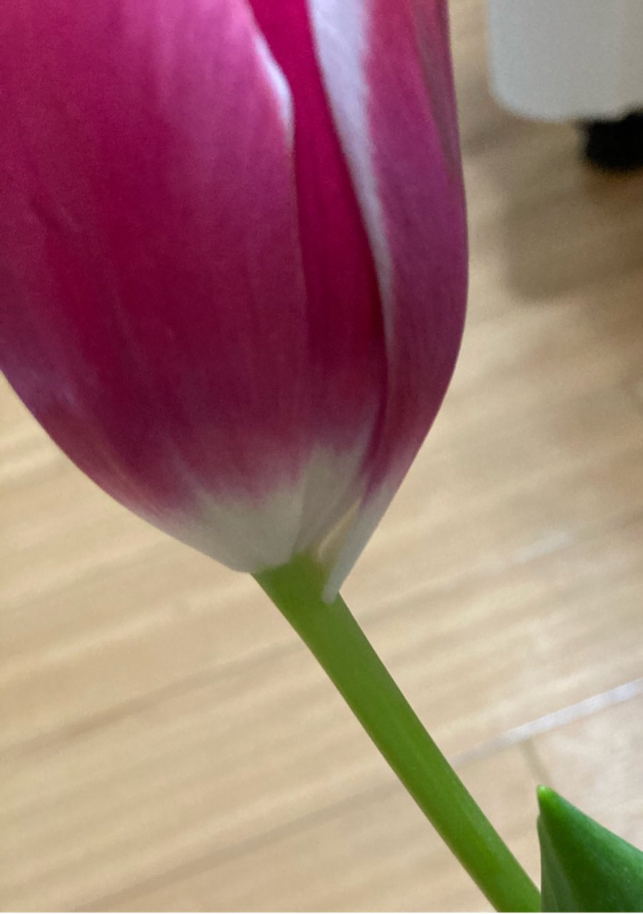 Canada Goose 7枚の花びらのチューリップ 1枚だけ少し下から生えていて 下の一枚だけ少し茶色のスジが入っています 買って来たやつだけど良くあるのかな チューリップ T Co Lcfdaz6xnd Twitter