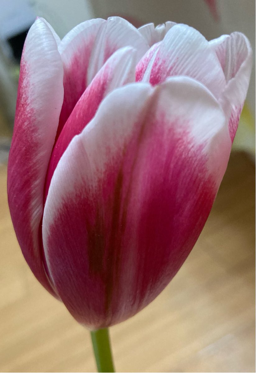 Canada Goose 7枚の花びらのチューリップ 1枚だけ少し下から生えていて 下の一枚だけ少し茶色のスジが入っています 買って来たやつだけど良くあるのかな チューリップ