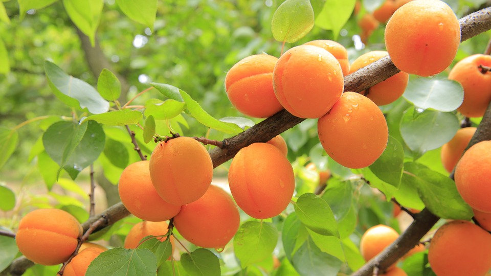 RoselandProduce's tweet photo. Today is National Apricot Day! 
Apricots are closely related to the peach and plum and are filled with lots of antioxidants and vitamins A &amp; C. 
Apricots are great for baking and making jam!

https://t.co/UcIf432pvZ https://t.co/M7u8fhP2jU