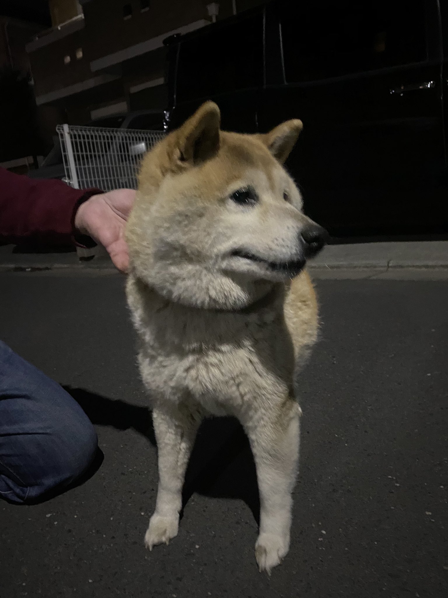保護犬サークル Shelper シェルパー かなりふくよかなわがままボディです 抱っこして飼い主さん候補の家に行ったのですがそれだけで腕が上がらなくなりました Twitter