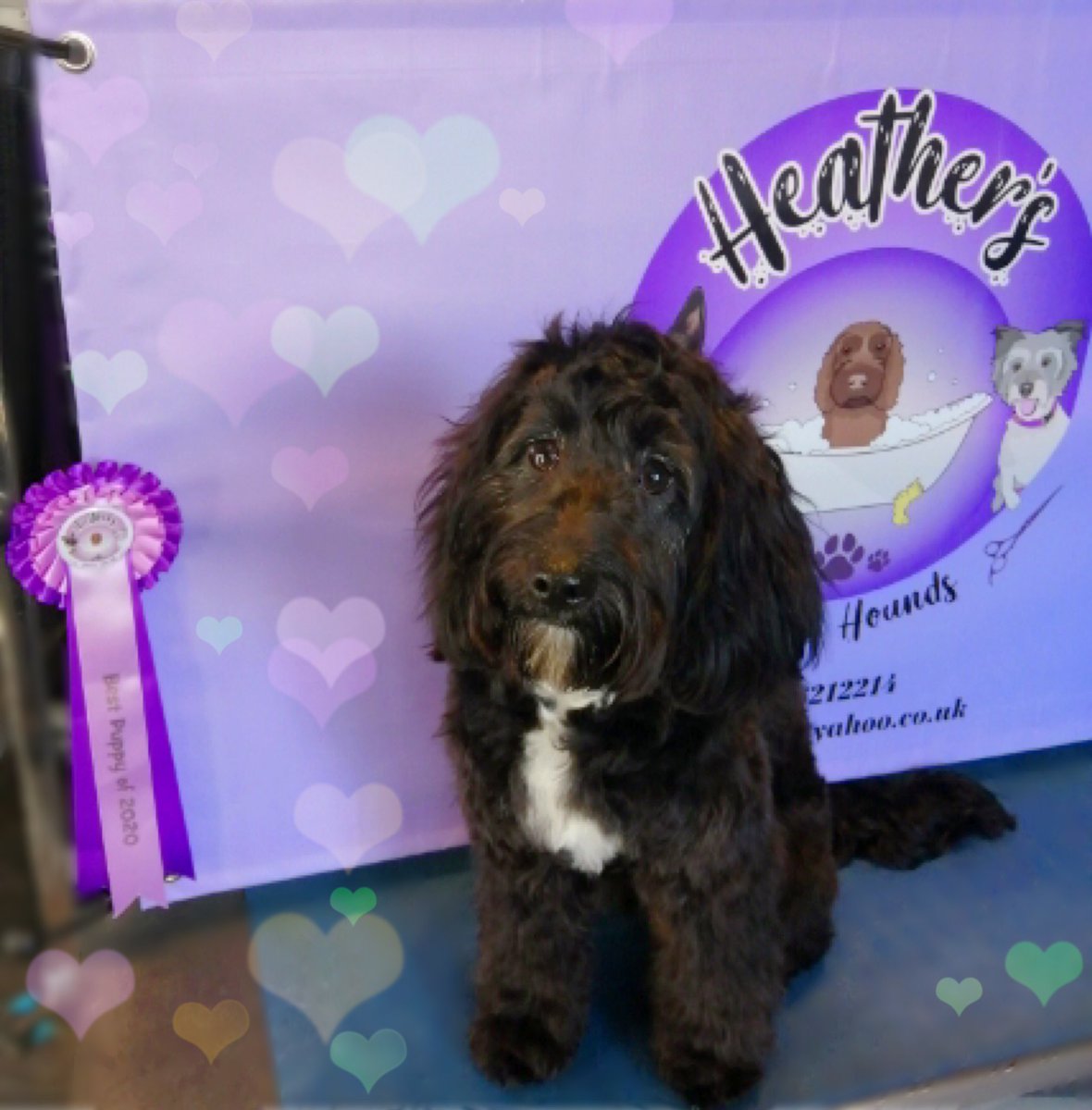 Long time no post! Been a bonkers few weeks. But got to see Heather today and guess who was awarded ‘Best Puppy of 2020’?! That’s right!! Me!!