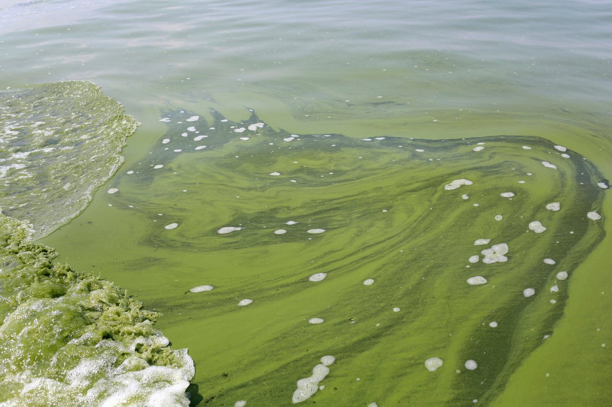 To help with this loss of fertility we throw approximately 200.5 million tonnes of fertilizer globally onto the surface of our earth.Nitrogen runoff from farms has contaminated surface & groundwater & helped create massive “dead zones” in coastal areas, like the Gulf of Mexico