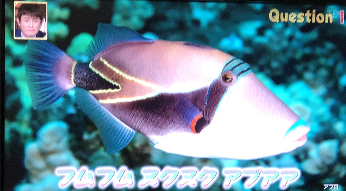 クロさん フムフムヌクヌクアプアア タスキモンガラ は 日本語に訳すと 豚のように鳴く角張った魚 1984年のハワイ 州議会において州魚として選定されました Wikipedia 松尾さんお見事 世界ふしぎ発見 ハワイ