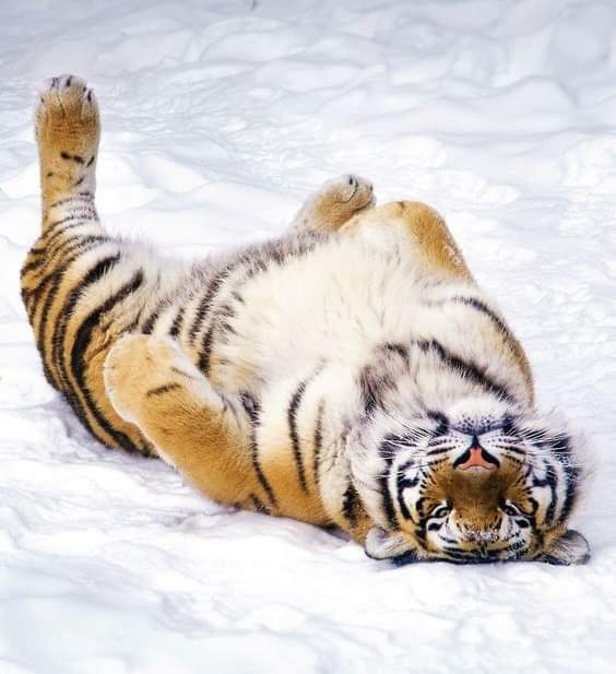 TLeoni311's tweet photo. Winter joy...❄️🧸🐆❄️ https://t.co/3Yu4rACQVi