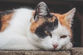 animallegend3's tweet photo. photo of cat https://t.co/nf4RQvAdhm