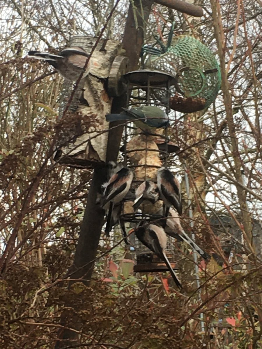Been really enjoying watching the birds out the window over lockdown. These long tailed guys arrived today - never seen them before - seems they hang out in packs and move about in acrobatic processions. #birdsofafeather #birdwatching #longtailedtits #feedthebirds #wintering