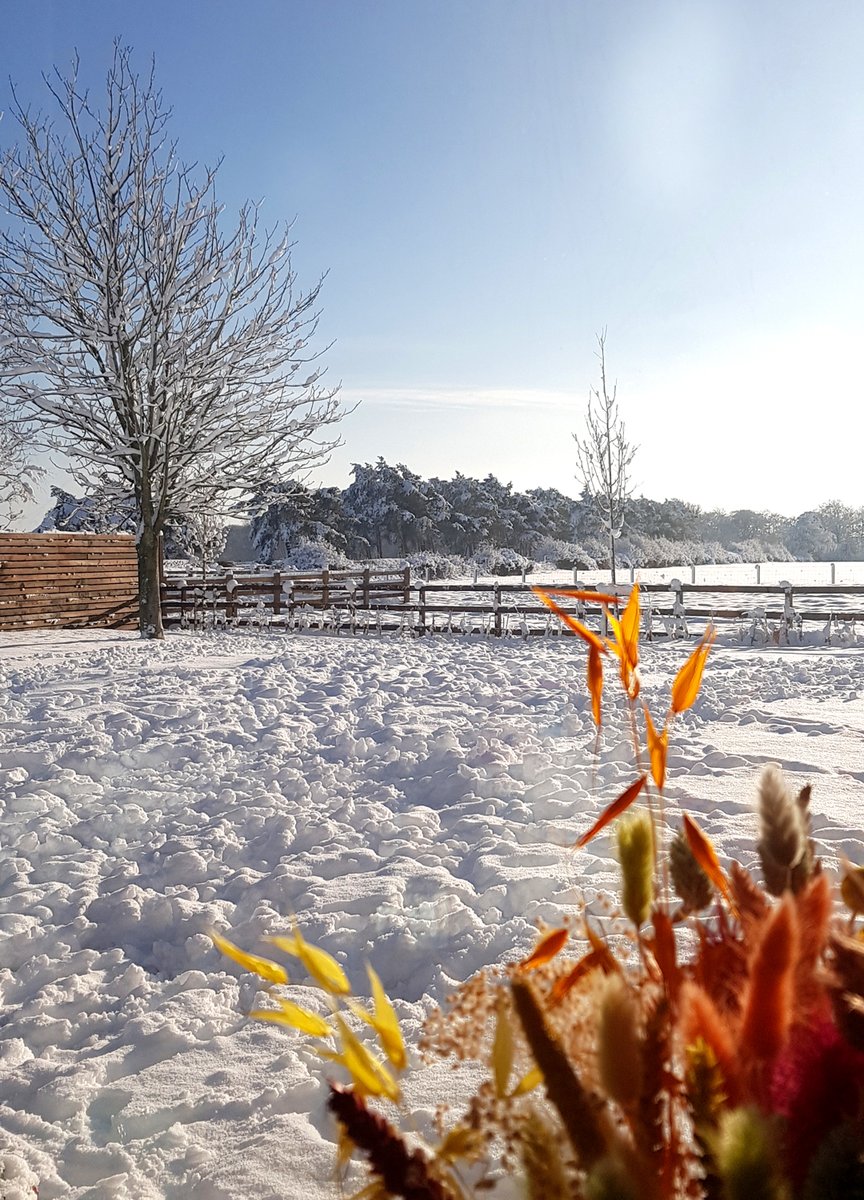 HeySamus's tweet image. My garden in Harrogate, so much snow!