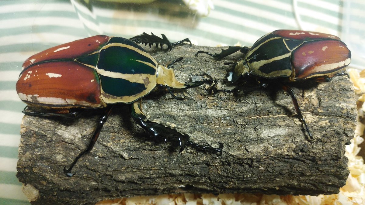 ウガンデンシスオオツノカナブンを飼ってきました！カナブンを飼うのは