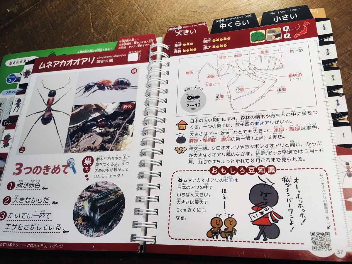 続けて『身近なアリのけんさくブック』は、子ども向けの皮を被ったゴリゴリのアリ布教本、メインは種同定用の検索本であり、凝った本の作りで捲るのが楽しい。科博の『昆虫展』にも登場したみぞぐちともや生の絵は本当にかわいいし、昆虫博物図最強の川島逸郎先生の図版が見れて最高。 