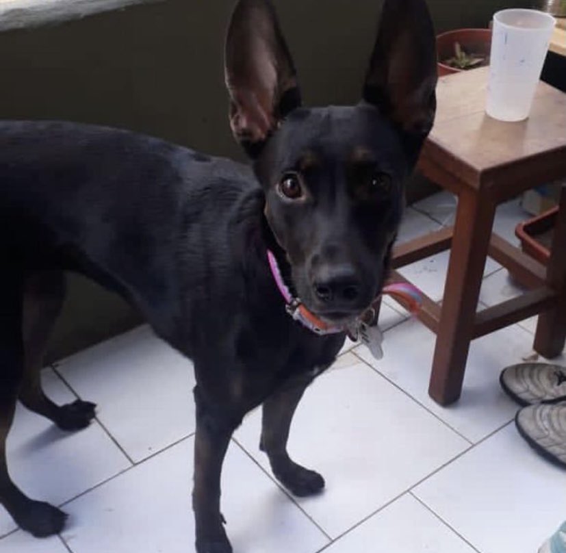 LucasAllochis's tweet photo. POR FAVOR DIFUNDIR
Se perdió NALA. Fue en la YPF de la ruta para el lado de Toay. Tiene un collar dorado y chapita. Seguro está en la RUTA.
Si la ven llamen al 2302645081 o 2302313242 https://t.co/WUcDP0SBnJ