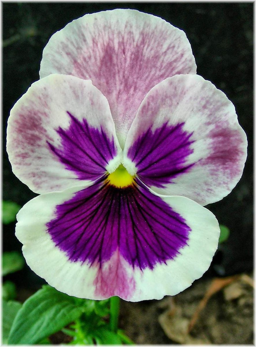 Shakespeare_300's tweet photo. "Yet mark’d I where the bolt of Cupid fell./It fell upon a little western flower,/Before milk-white, now purple with love’s wound,And maidens call it love-in-idleness.” MND II.1 #redplusblue #ShakespeareSunday https://t.co/72PnRMRRdg