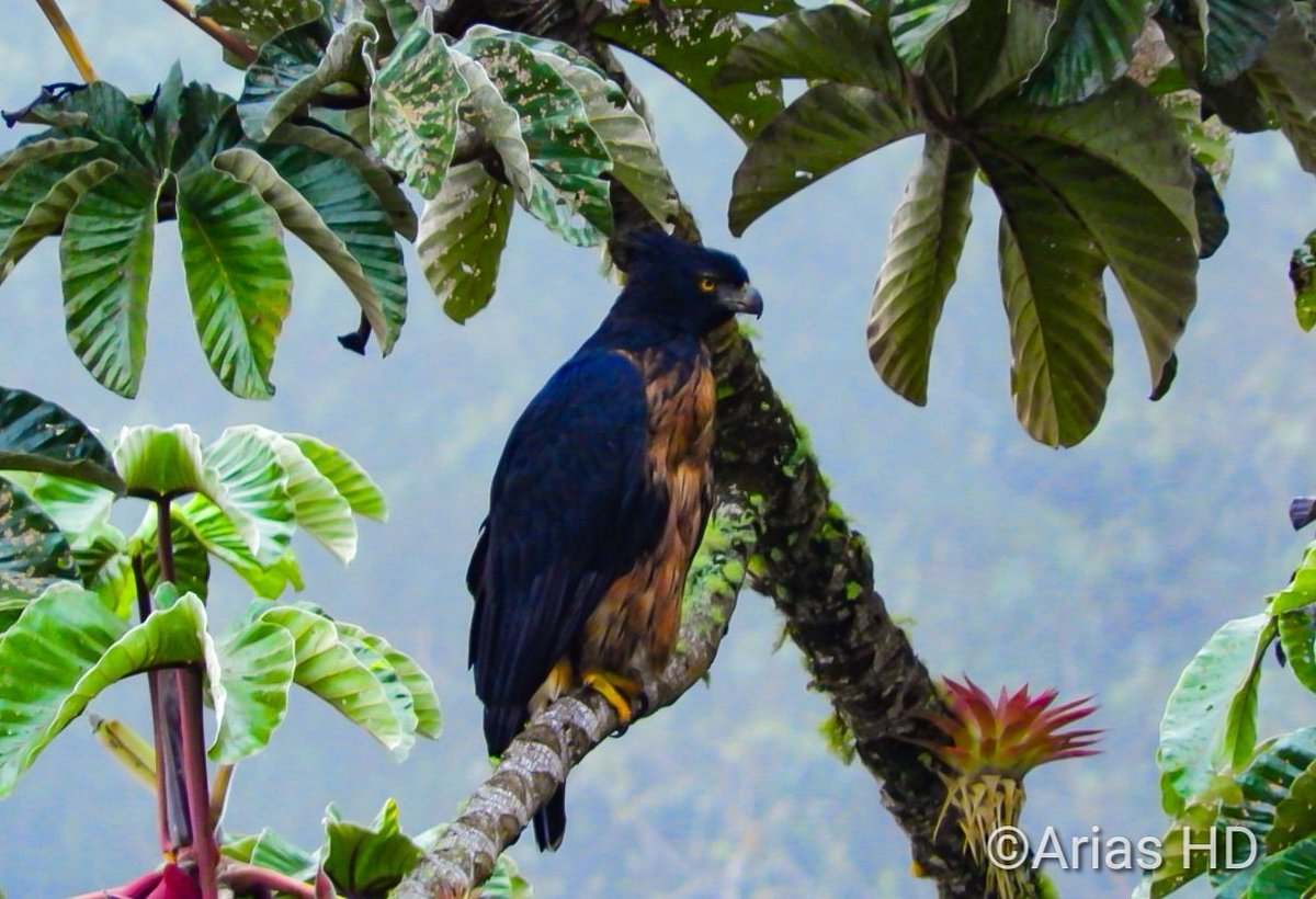 AriasDilmer's tweet photo. Hemos logrado rescatar este polluelo de águila Real Montaña (Spizaetus isidori), especie que se encuentra en la categoría En Peligro, veníamos haciendo seguimiento y monitoreo a su comportamiento como también a su dieta, pero lastimosamente su nido a quedado destruido. https://t.co/cR2LwRsQXc