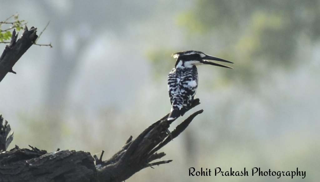shuttermiles's tweet photo. Pied Kingfisher 

#birds #birdphotography #IndiAves #photography #birdwatching #birding  #photographers #Nikon #nikonphotography #birdsofindia https://t.co/sVUaWklzI2