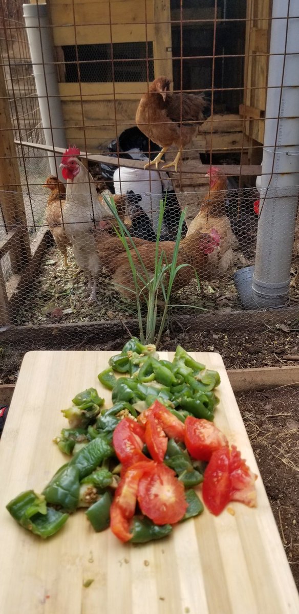 Treats for the kukus