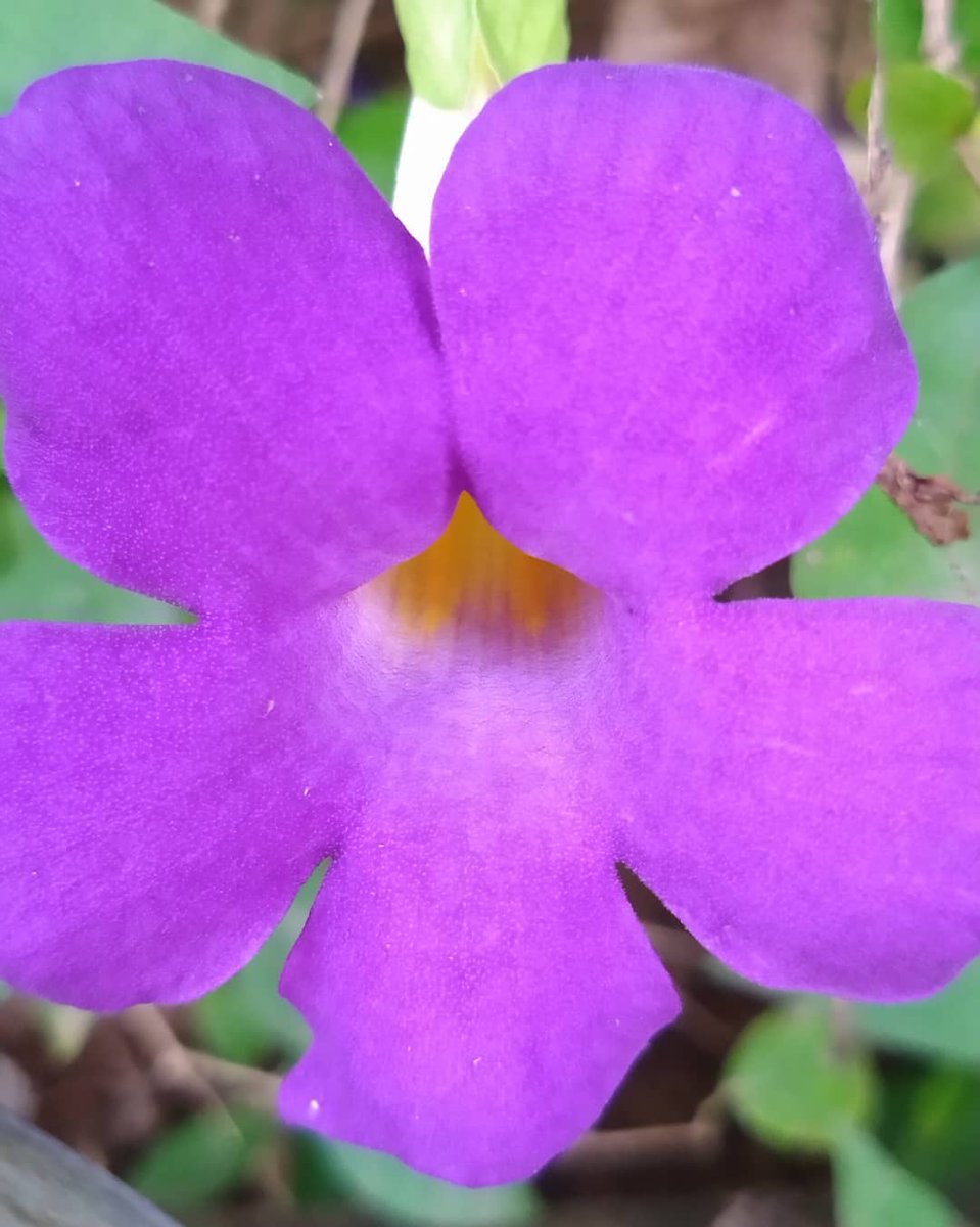 chennairaman1's tweet photo. The Flowers...!
.

.
.
#flowerphotography #flowers #nature #flower #naturephotography #flowerstagram #flowersofinstagram #photography #macro #flowerpower #naturelovers #garden #photooftheday #flowerlovers #macrophotography #beautiful #perfection #ig #photo #gardening #love https://t.co/HdQpcukJyF