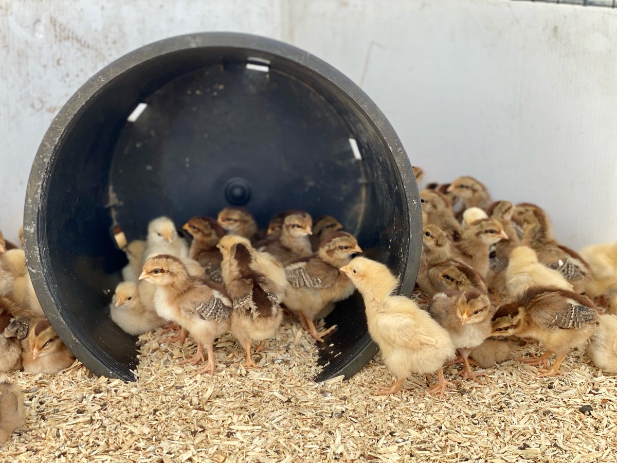 Our favorite moments of zen from this week on the farm.
We're open this weekend Friday-Sunday from 10am-6pm.

#farmzen #zen #organicfarm #wardensvillewv #appalachia #gotowv #explorewv #potomachighlands #wegrowmorethanvegetables #farmtotable #chicks #peeps #farmlife