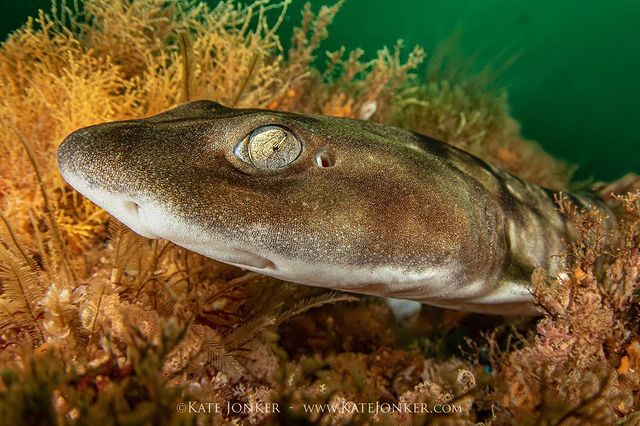 divetagram's tweet photo. Baby Shark 🦈
A little puffadder shyshark rests on the top of a pinnacle at Steenbras Deep.
📸 Kate Jonker
...
#divetagram #scuba #scubadiving #diving #underwater #underwaterphotography #uwphotography #nature #shark https://t.co/lXNRLOpGTk