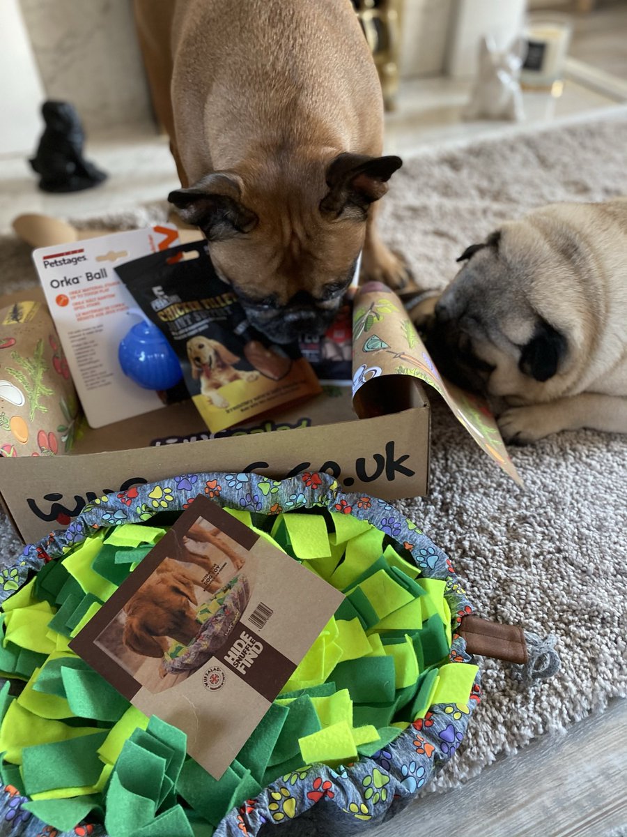 eddthepug's tweet photo. When your day just gets better with a @wufwufcouk box  #spoiled #privileged #treats #toys #subscriptionbox https://t.co/nJCmQTQuh6