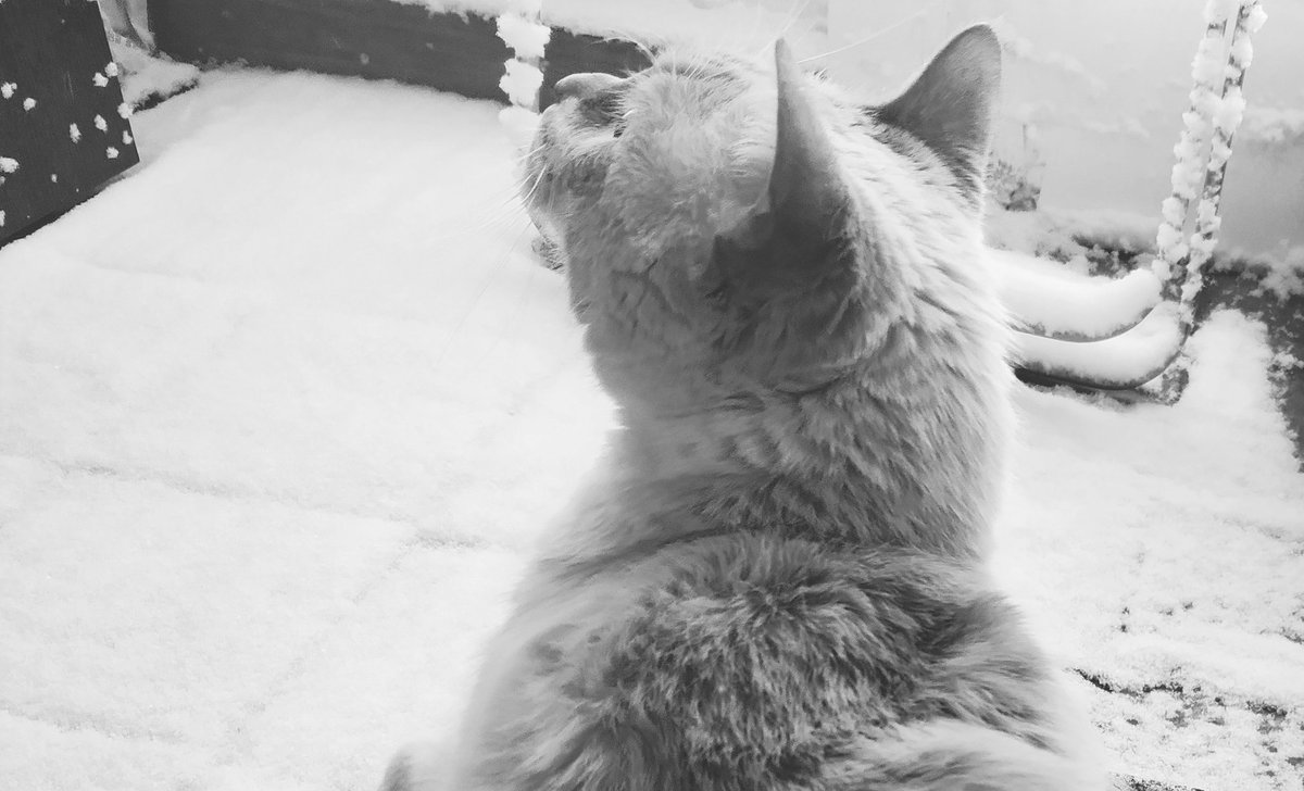 JaviGarP's tweet photo. Sancho understanding snow. 

#sancho #ununderstanding #snow #nieve #gato #gatos #nevando #nieveenmadrid #nievaenmadrid #gatosynieve #nevada #nevadaenmadrid #filomena #gatoscuriosos #instacat #catgram #descubriendolanieve❄️ #muchanieve #whatisthat #peroquéinventoeseste #catlovers https://t.co/RUhZI0rHvE