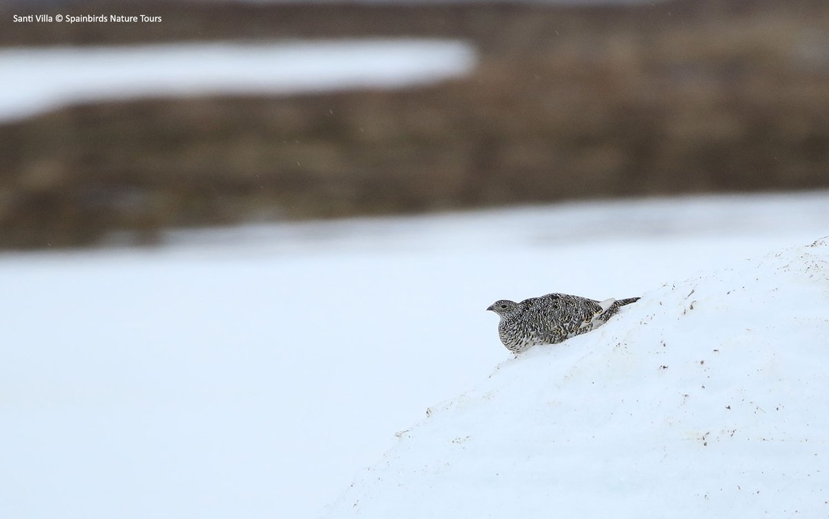 No es una foto provocada por el temporal #Filomena pero sí había más nieve de lo habitual. Un lagópodo alpino confiaba en su plumaje sin darse cuenta de que ya había mudado a verano! Fue en #Varanger #Norway en junio de 2017 #QuedateEnCasa #birding <a href="/SwarovskiOptik/">SWAROVSKI OPTIK</a>