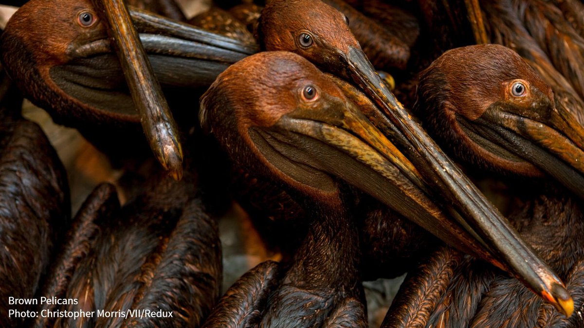 audubonsociety's tweet photo. A federal judge already ruled that the Trump administration's position on the Migratory Bird Treaty Act—that the law only prohibits intentional killing—is wrong, leaving opponents hopeful that the last-minute rollback will be reversed. https://t.co/WMwHBr4XJB #ProtectTheBirds https://t.co/ILzFdzKvog