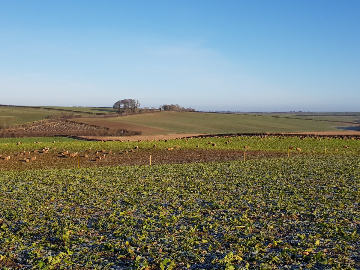 I'm looking for a Lincs arable farmer to grow stubble turnips for me this harvest.
Preferably on the wolds or other free draining land. 
Please RT if you can help me! Also interested if anyone has spare now. Thanks.