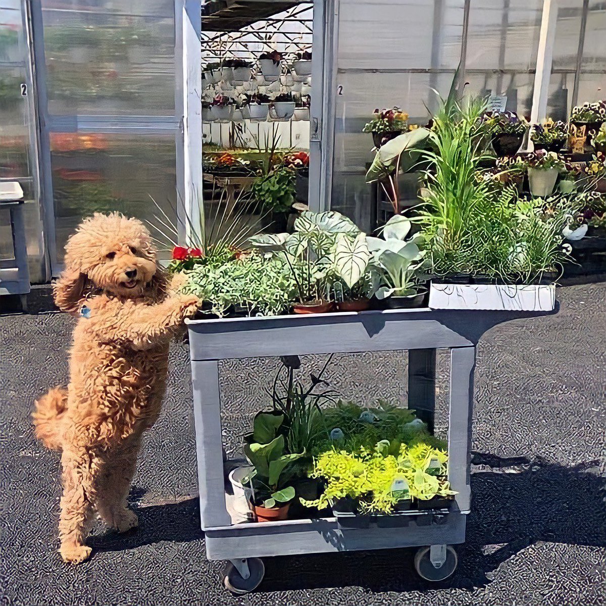 pinchideste's tweet photo. Mi mamá: ofréceles algo a las visitas 
Yo: ¿quieren ver mis plantas? https://t.co/fQhp3nvQsH