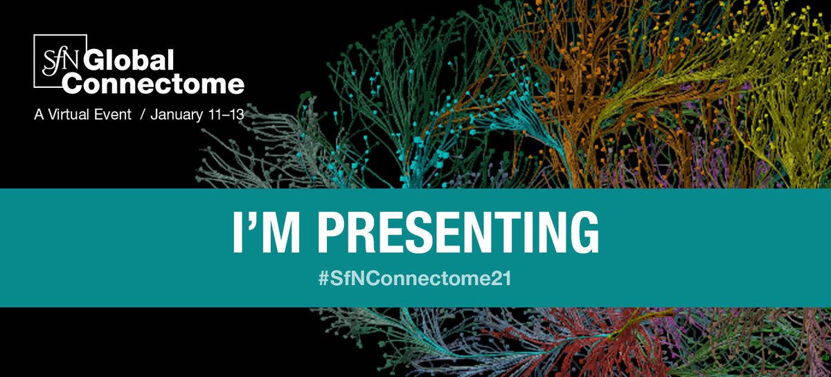 If you are interested in the interactions between the gut microbiome and the immune system come check out my poster 'The effect of gut dysbiosis and probiotics on stress-induced neuroinflammation in pubertal male and female CD1 mice' at #SfNConnectome21 on Monday at 10:00-10:30am